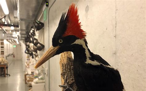 Ivory-billed woodpecker last seen in east Arkansas extinct, federal agency says; ornithologists ...