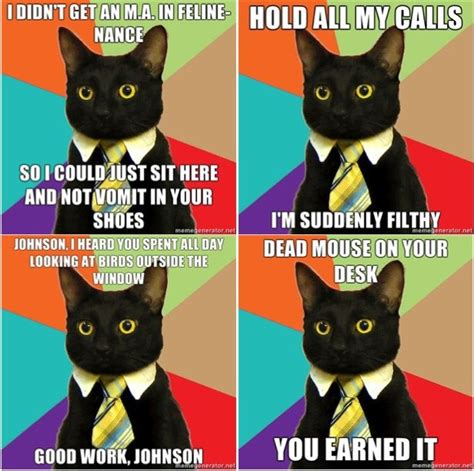 business cat memes - Google Search Business Cat Meme, Dead Mouse, Office Cat, Company Paper ...