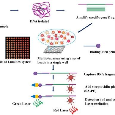 Luminex bead assay principle