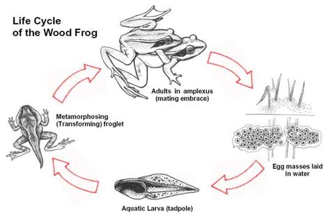 Biology 2