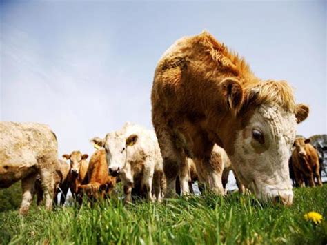 Liver fluke treatment for cattle and sheep | Univet Veterinary Pharmaceutical Company