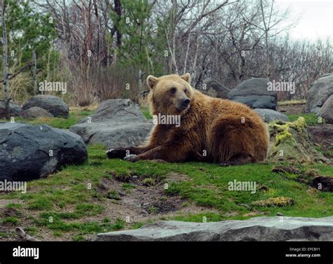 Brown bear in the Siberian wilderness Stock Photo - Alamy