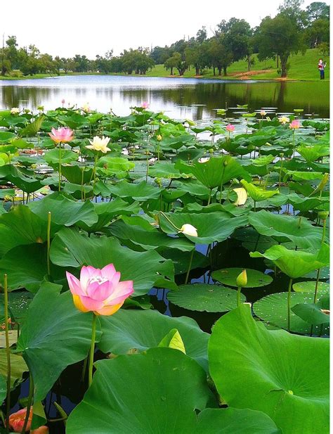 Pin By Sumita On Lotus Beautiful Flowers Garden Waterfall | Beautiful ...