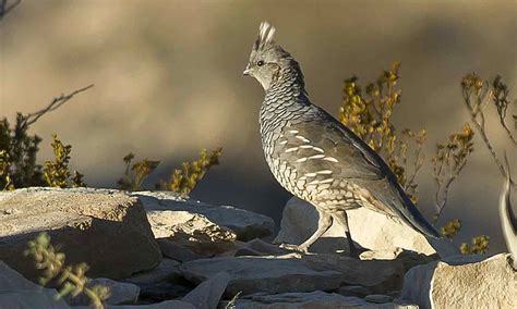 Quail — Texas Parks & Wildlife Department