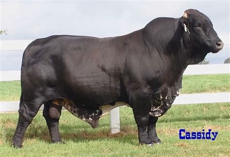 Beefmaster Bull-Gorgeous! Beefmaster Bull, Bull Cow, Beef Cattle, Showing Livestock, Crossbreed ...