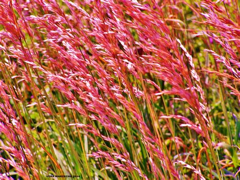 Red Grass and Pink Flowers in the Garden