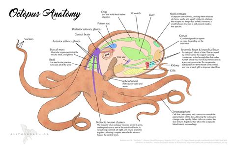 Pin on Cuadernos creativos | Octopus anatomy, Octopus, Anatomy