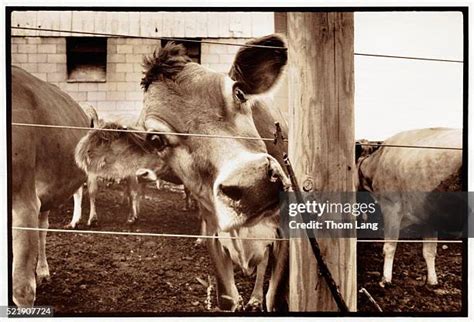 79 Electric Fence Cattle Stock Photos, High-Res Pictures, and Images ...