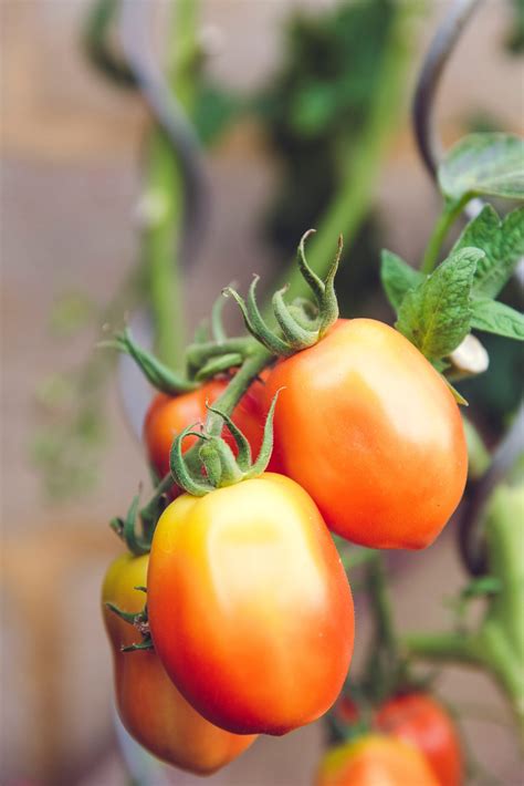 How To Grow and Harvest Roma Tomatoes - ilovetomatoes.com