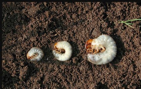 How do I get rid of these? Pretty sure it's japanese beetle larvae. Zone 10b :( : r/OrganicGardening