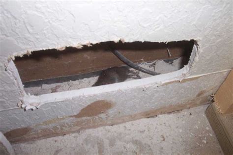 can mice get in your walls - Shelby Knowlton