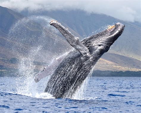 Breaching Humpback Photograph by Robert Coffey - Fine Art America