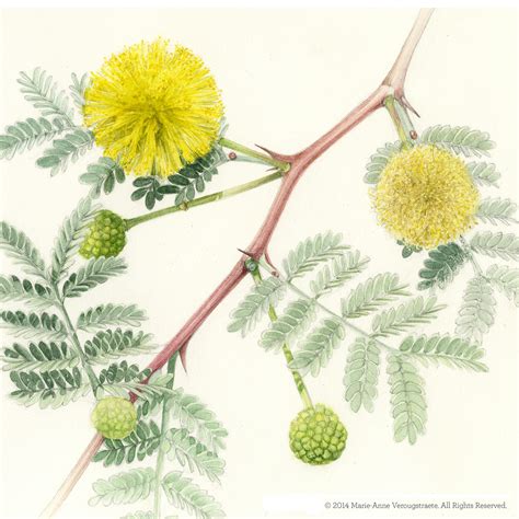 Botanical Illustration - Acacia Nilotica :: Behance