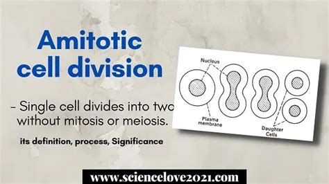 Amitotic cell division : definition, phases, diagram ~ SCIENCE'S World