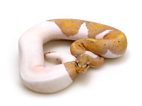 Banana Pumpkin Piebald – Markus Jayne Ball Pythons