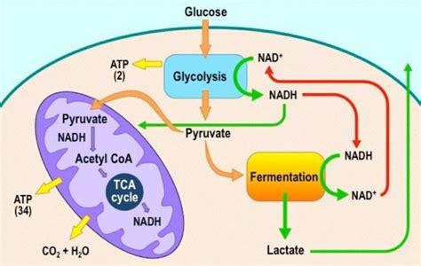 Which Is Required For Both Anaerobic Respiration And Aerobic ...