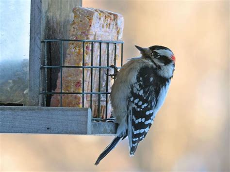 3 Easy Homemade Suet Recipes to Attract More Birds - Catching Spring