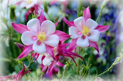 How To Grow Columbines - Garden Lovers Club