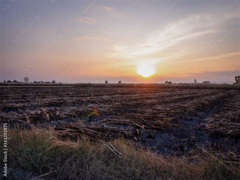 Sugarcane farmers are harvesting sugarcane in the harvest season. Stock ...