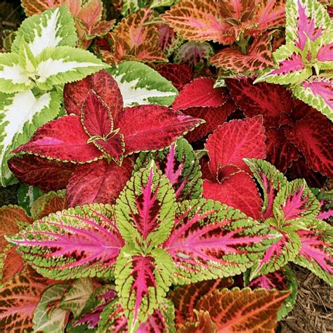 2-Gallon Purple Coleus in Pot (L2567) at Lowes.com