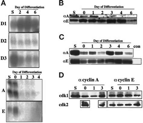 Expression of G 1 -and S-phase cyclins in differentiating Rcho-1 cells ...