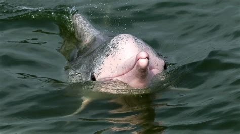 Endangered Chinese white dolphins living in south China - Xinhua | English.news.cn