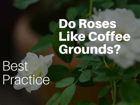 Do Roses Like Coffee Grounds - Marmalade Cafe