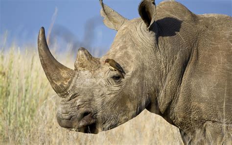 Rhinoceros Wallpapers - Wallpaper Cave