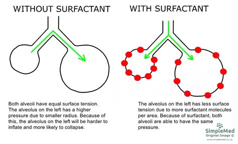 Alveolar Surfactant And Surface Tension