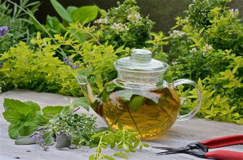 19 Best Tea Herbs to Make a Tea Herb Garden