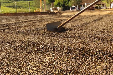 Coffee Drying - Coffee Processing And Drying Process