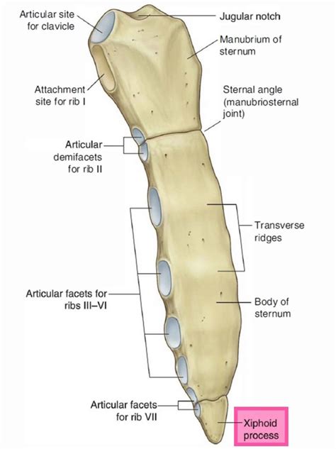 Xiphoid process anatomy, function & xiphoid process pain