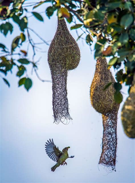 Nests of Baya Weaver | Bird species, Aquatic birds, Weaver bird nest