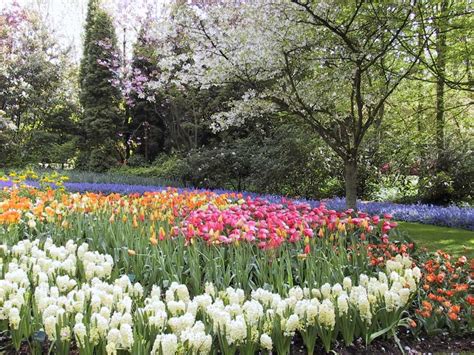 Dutch Tulip Fields In Bloom - Spring in the Netherlands