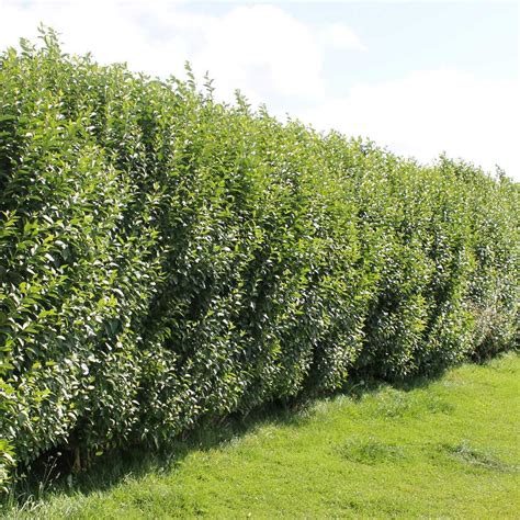 Privet Hedge Plants | Ligustrum ovalifolium Hedging