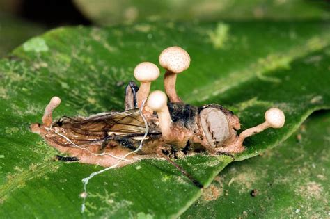 Cordyceps Fungus On A Large Fly Photograph by Dr Morley Read/science Photo Library - Fine Art ...