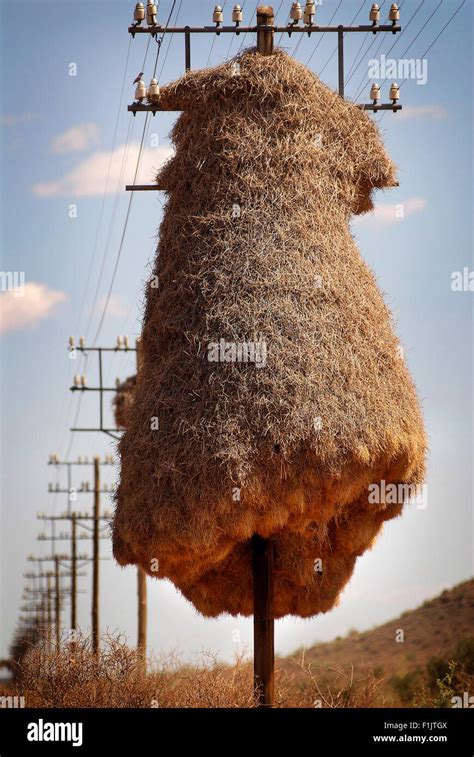 Sociable weavers nest. Namibia Stock Photo - Alamy