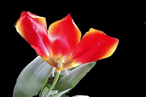 Top 10 Most Beautiful Varieties of Tulips - FlowersLib