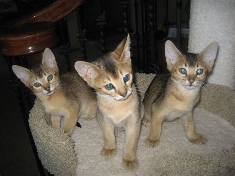 Chausie Cat Info, History, Personality, Kittens, Diet, Pictures