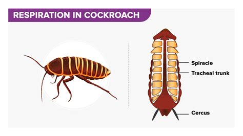 Trachea In Insects