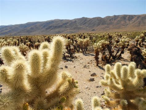 Cholla Cactus Garden Joshua Tree National Park – National Parks Blog