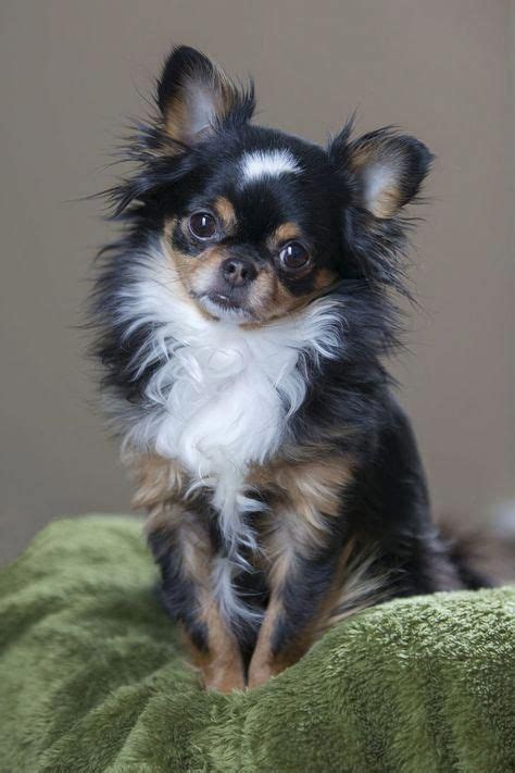 Chihuahua’s may be small but they have oversized personalities. | Chihuahua puppies, Chihuahua ...