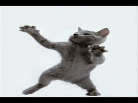 Happy cat Dancing to crazy music. - YouTube