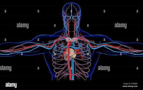 Human Circulatory System High Resolution Stock Photography and Images - Alamy