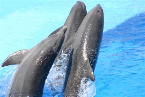 Jumping dolphins stock image. Image of atlantic, beached - 1003923