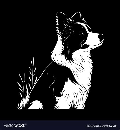 Border collie - black and white isolated icon Vector Image