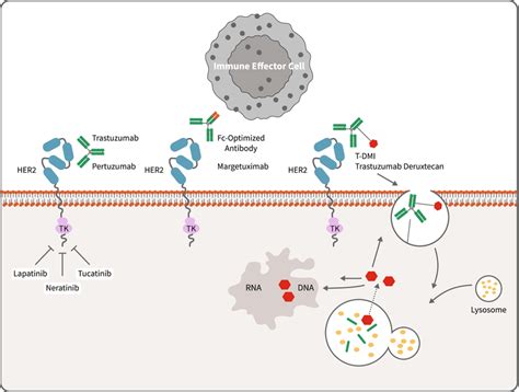 Trastuzumab Mechanism Of Action