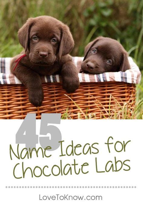 Chocolate Lab Puppy Names | Chocolate lab puppies, Lab puppies, Lab puppy