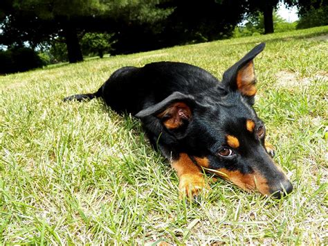 Lancashire Heeler Puppies For Sale