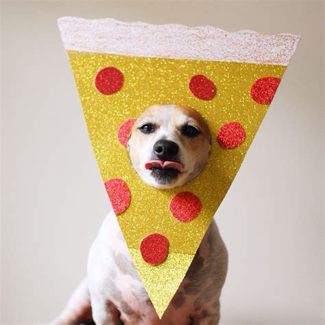 Pizza dog Funny Animal Memes, Funny Animals, Cute Animals, Super Bowl 50, Brighten Your Day ...